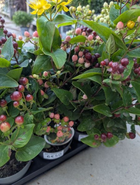MILLEPERTUIS - HYPERICUM - 6€50