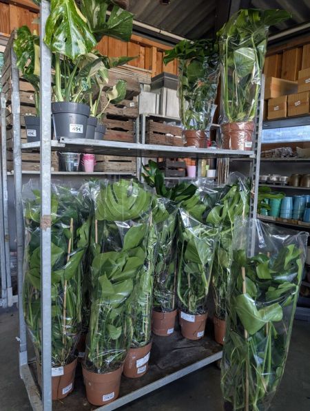 MONSTERA DELICIOSA  -  19€90 et 29€90