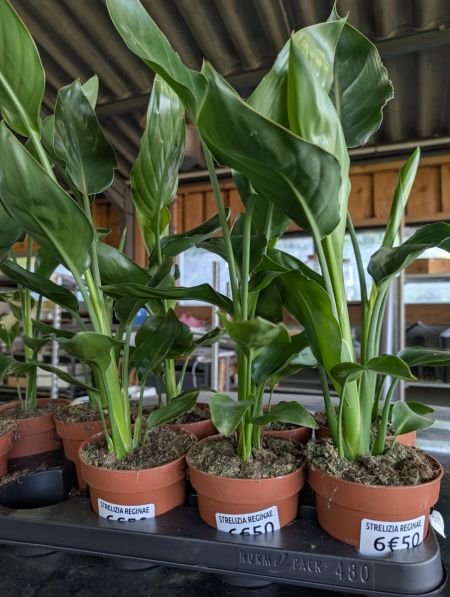 STRELIZIA REGINAE - 6€50