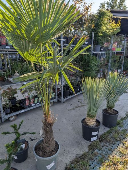 TRACHYCARPUS FORTUNEI - 79€ TRACHYCARPUS FORTUNEI - 79€
