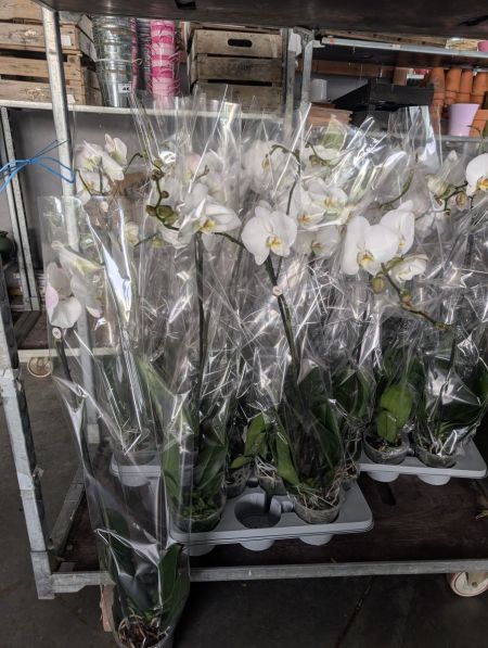 PHALEANOPSIS GRANDIFLORA - PROMO x1 =25€ et x2= 19€90 PHALEANOPSIS GRANDIFLORA - PROMO x1 =25€ et x2= 19€90
