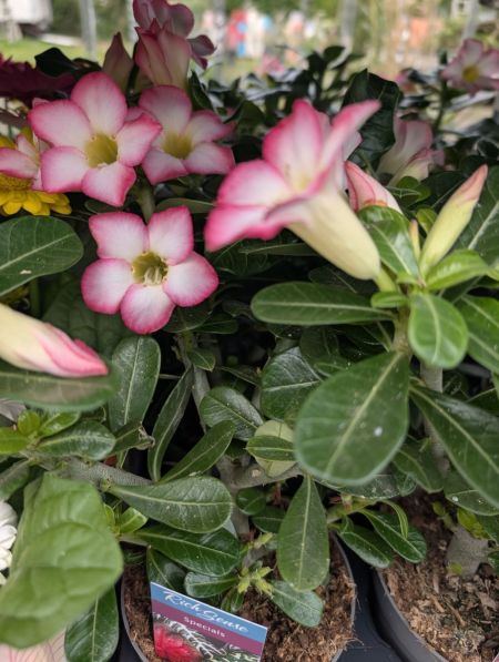 ADENIUM OBESUM - 950 ADENIUM OBESUM - 950