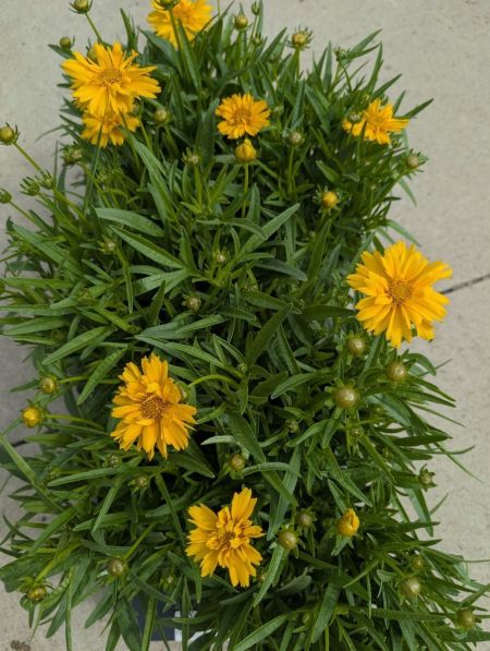 COREOPSIS - OEIL DE JEUNE FILLE  PROMO   x1=4€50    x3 = 3€50