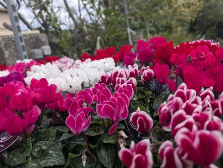 CYCLAMEN 3€ CYCLAMEN 3€