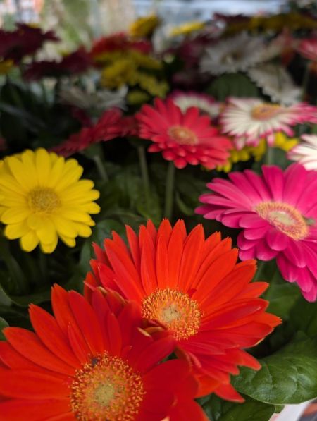 GERBERA  3€50