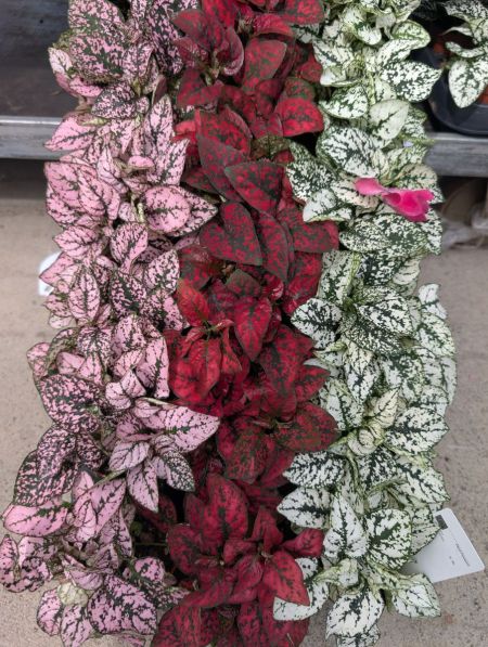 HYPOESTE - 1€90