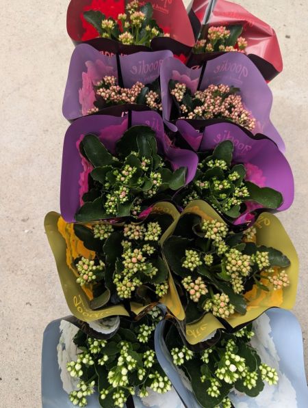 KALANCHOE DIVERSES COULEUR 4€50 KALANCHOE DIVERSES COULEUR 4€50