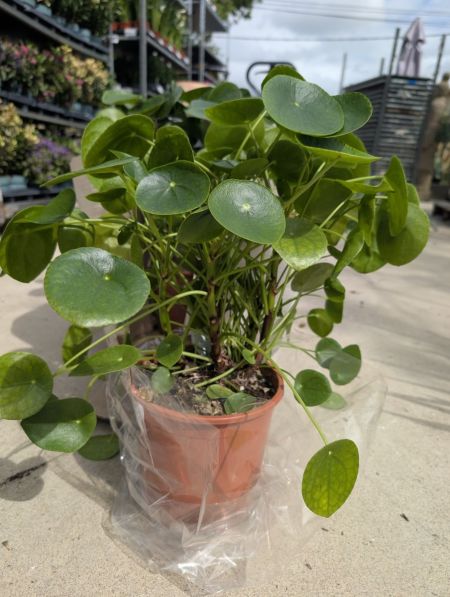 PILEA PEPEROMIOIDE 19€90 PILEA PEPEROMIOIDE 19€90
