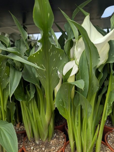CALLA CALLA