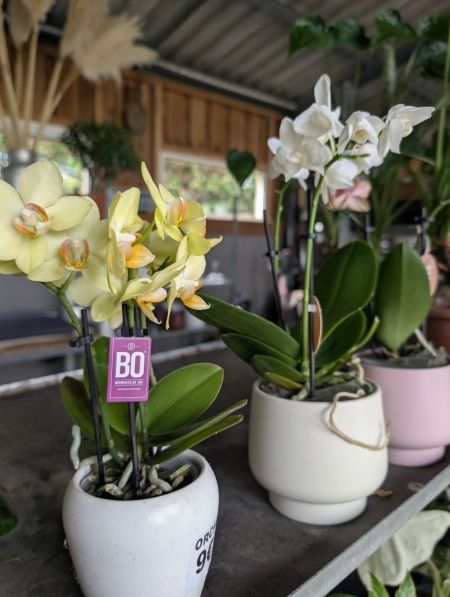 PHALEANOPSIS BABY DANS SON POT