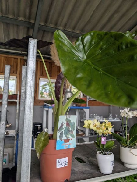 ALOCASIA WENTII PROMO 9€50