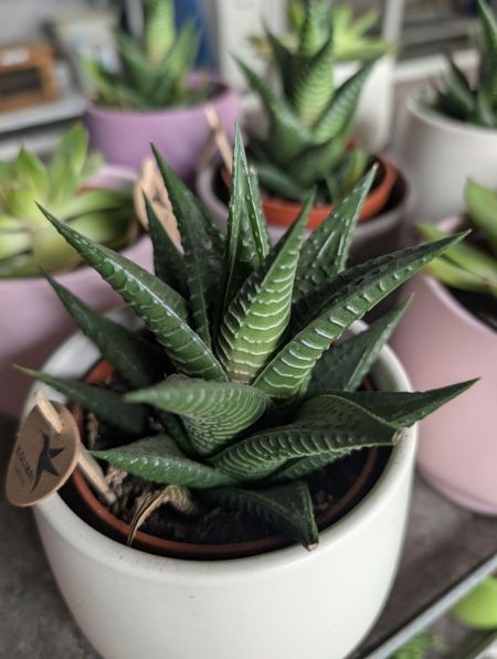 HAWORTHIA SUCCULENTE - 4€50