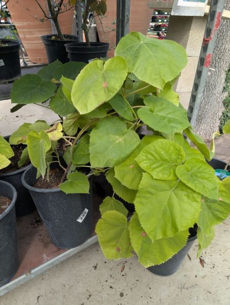 PAULOWNIA TOMENTOSA - 29€