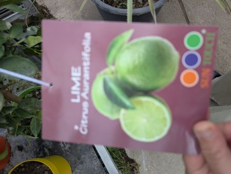 CITRON VERT - LIME   39€90