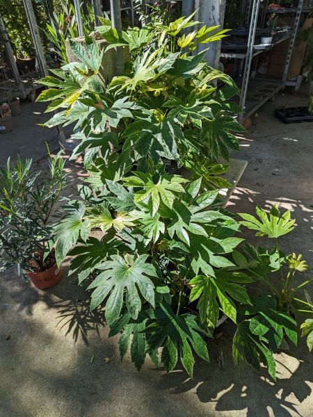 FATSIA-JAPONICA 19€50 FATSIA-JAPONICA 19€50
