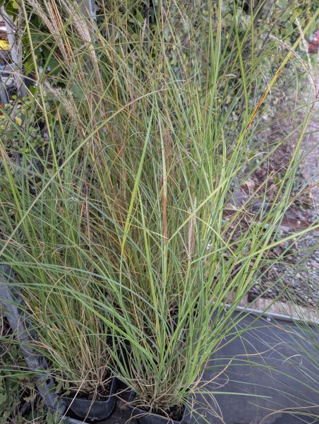 MULHENBERGIE-GRAMINEE-2  15€