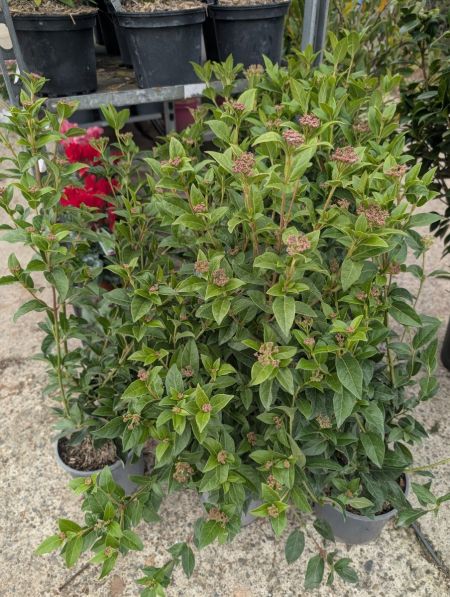 LAURIER-TIN   12€50