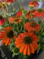 ECHINACEA-LAK-SOFT-ORANGE     8€50