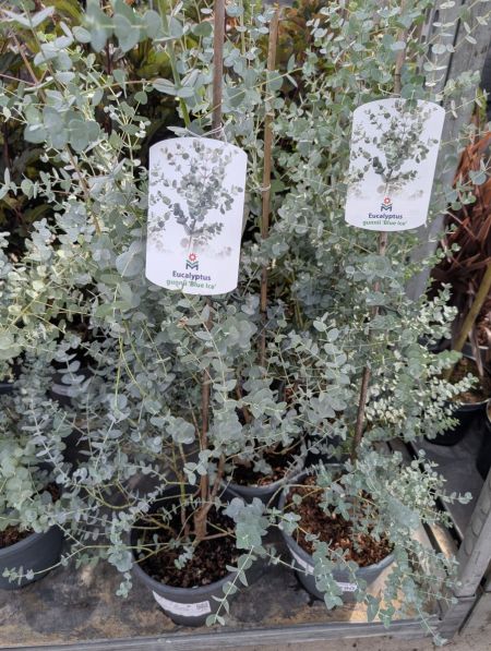 EUCALYPTUS-GUNII-BLUE-ICED    29€90