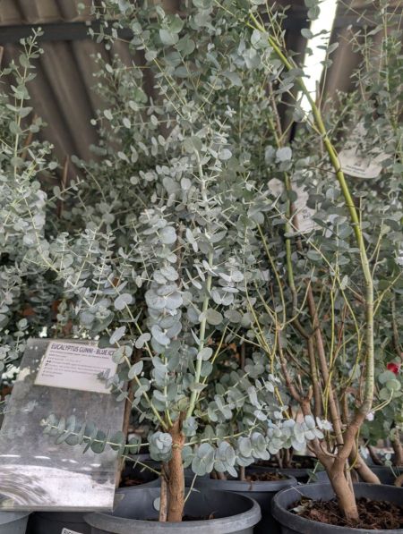 EUCALYPTUS-GUNII-BLUE-ICE     29€90