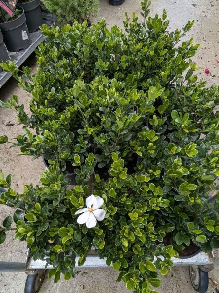 GARDENIA KLEIM'S HARDY - 12€50