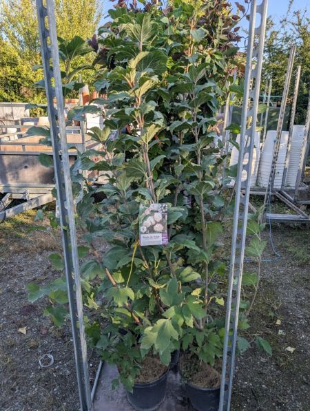 BOULE-DE-NEIGE 25€ BOULE-DE-NEIGE 25€