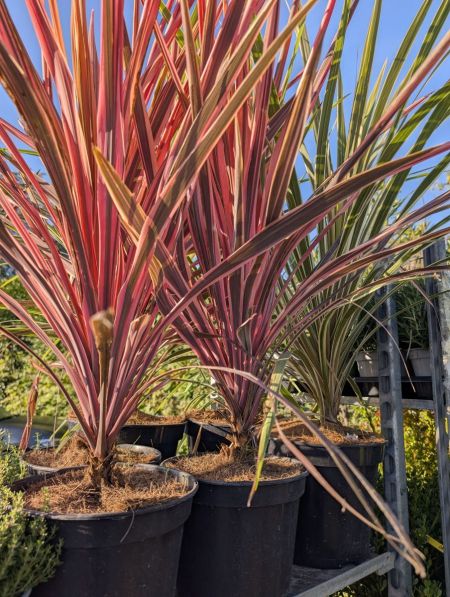 DRACAENA-MIX 29€50