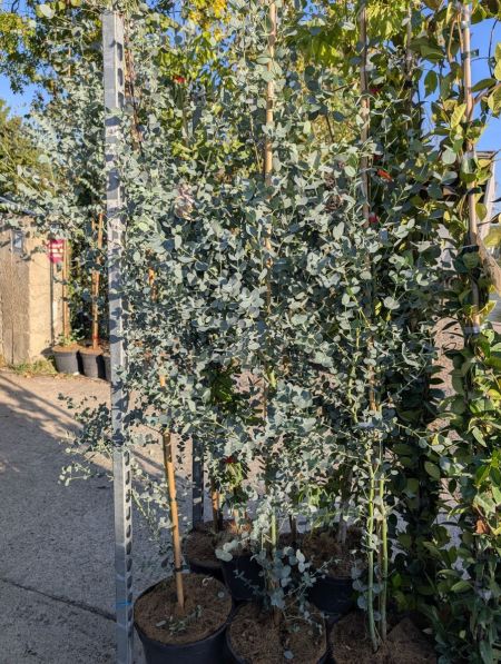 EUCALYPTUS-GUNII 39€90 EUCALYPTUS-GUNII 39€90