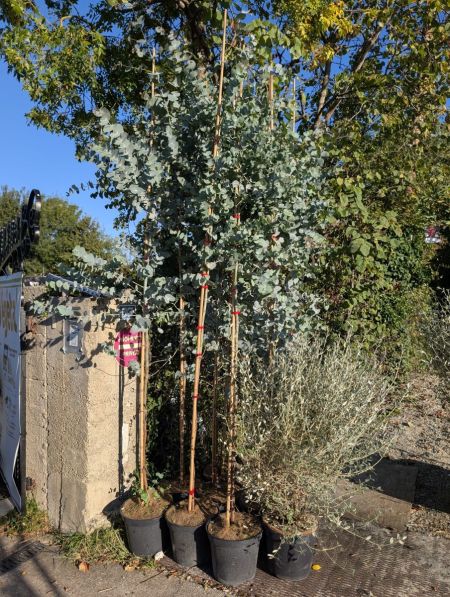 EUCALYPTUS-XL-ARBRE 99€ EUCALYPTUS-XL-ARBRE 99€
