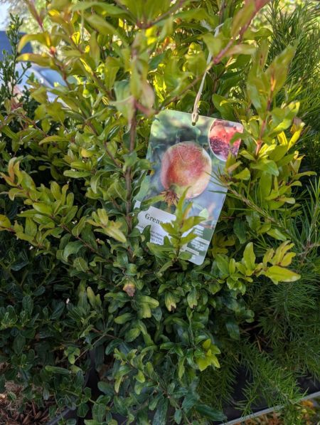 GRENADIER-A-FRUIT 19€50 GRENADIER-A-FRUIT 19€50