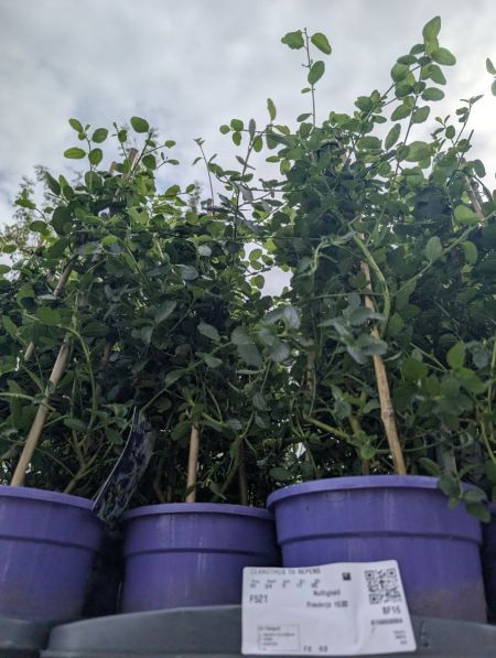 💙 Ceanothus rampant (Céanothe couvre-sol) - 12€50 💙 Ceanothus rampant (Céanothe couvre-sol) - 12€50