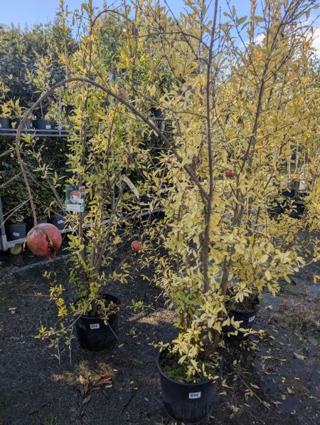 GRENADIER A FRUIT 170/190cm 89€ GRENADIER A FRUIT 170/190cm 89€