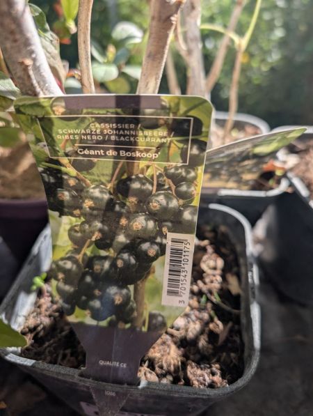 CASSIS GEANT DE BOSKOP CASSIS GEANT DE BOSKOP