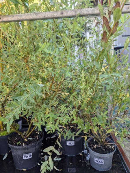 SAULE CREVETTE EN BUISSON SAULE CREVETTE EN BUISSON