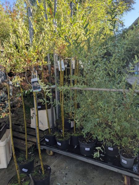 SAULE CREVETTE SUR TIGE SAULE CREVETTE SUR TIGE