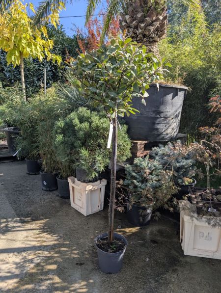 PHOTINIA CARRÉ ROUGE SUR TIGE PHOTINIA CARRÉ ROUGE SUR TIGE