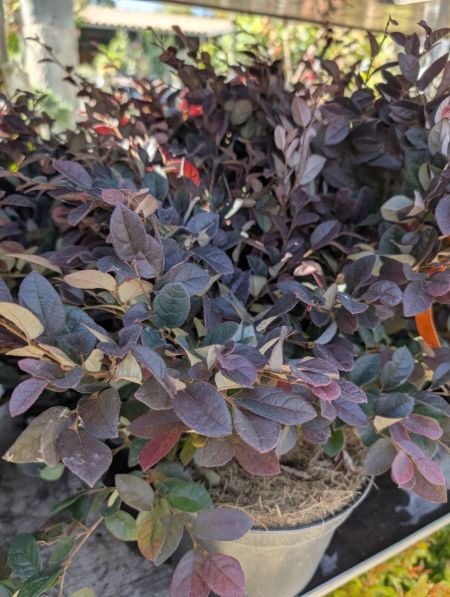 LOROPETALUM