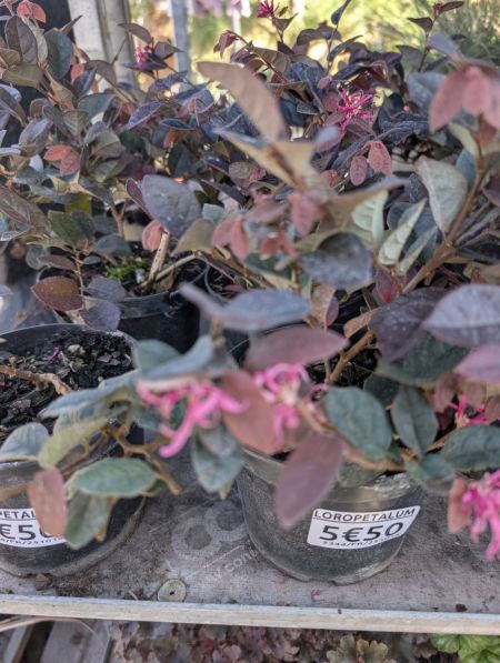 LOROPETALUM