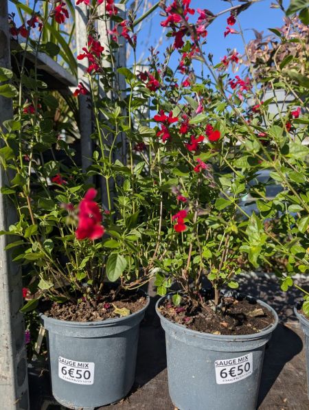 SAUGE A FLEURS SAUGE A FLEURS