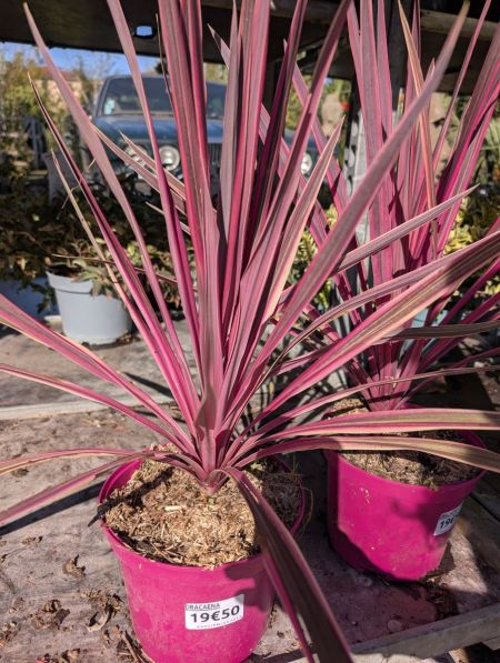 CORDYLINE CORDYLINE