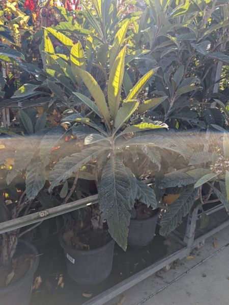 NEFLIER DU JAPON NEFLIER DU JAPON