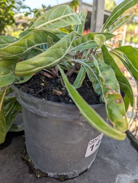 OENOTHERE DU MISSOURIS OENOTHERE DU MISSOURIS