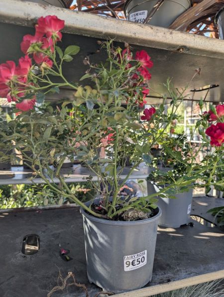 ROSIER COUVRE SOL ROSE ROSIER COUVRE SOL ROSE