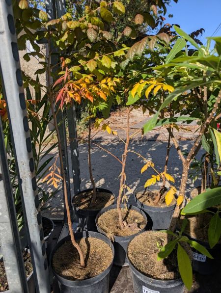 SAVONIER DE CHINE 16€50 SAVONIER DE CHINE 16€50