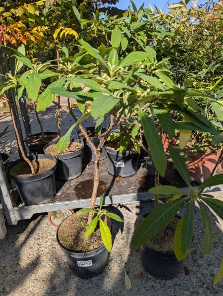 EDGEWORTHIA 16€ EDGEWORTHIA 16€