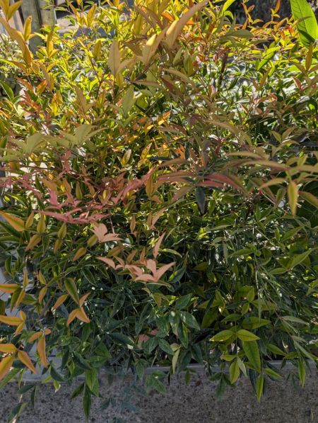 NANDINA DOMESTICA - BAMBOU SACRÉ NANDINA DOMESTICA - BAMBOU SACRÉ