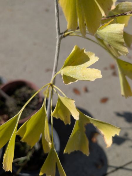 GINKO BILOBA GINKO BILOBA