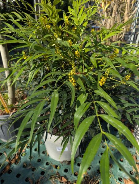 MAHONIA CONFUSA MAHONIA CONFUSA