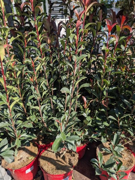 PHOTINIA CARRE ROUGE PHOTINIA CARRE ROUGE