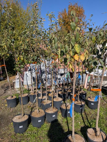 ARBRE FRUITIERS DIVERS ARBRE FRUITIERS DIVERS